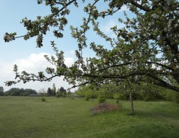 Streuobstwiese an der Angerlohe - naturOrte.de