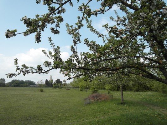 Streuobstwiese an der Angerlohe - naturOrte.de