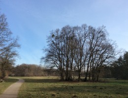 Wiese am Hartmannshofer Park - naturOrte.de