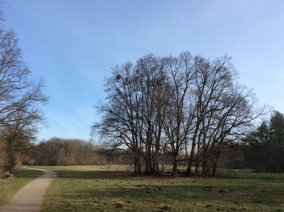 Wiese am Hartmannshofer Park - naturOrte.de