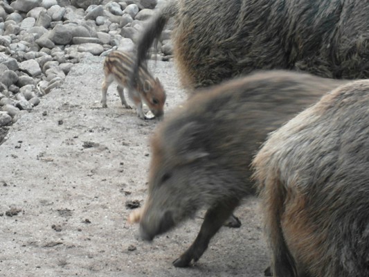 Wildschweingehege Fürth – naturOrte.de