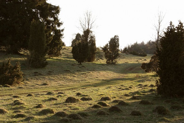 Ameisenstadt Dellenhäule, Natura Trail / NaturOrte