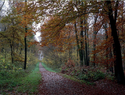 Vögel und Schmetterlinge im Geithewald Hamm, Westfahlen