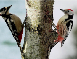 Vogelkunde im Geithewald Hamm, Westfahlen