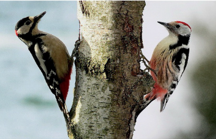 Vogelkunde im Geithewald Hamm, Westfahlen