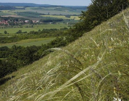 Geopfad Südkyffhäuser, Federgras / NaturOrte