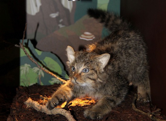 Wildkatzenwelt Stromberg: außerschulischer Lernort und Erlebniswelt
