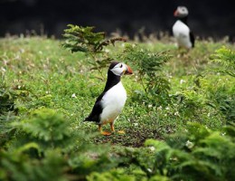 Skomer-Island_Vogelbeobachtung / NaturOrte