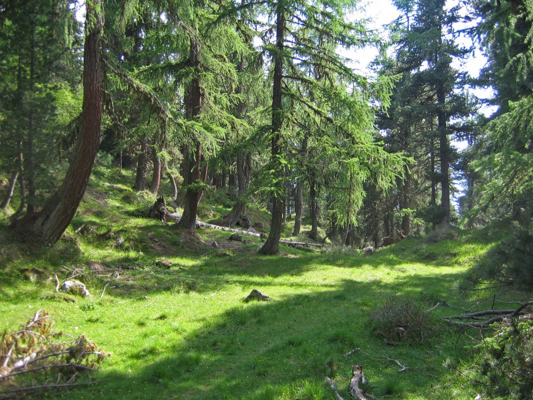 pro-natura-zentrum aletsch-gletscher, Auwald / NaturOrte