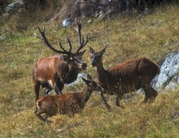 pro-natura-zentrum aletsch-gletscher, Hirsche / NaturOrte